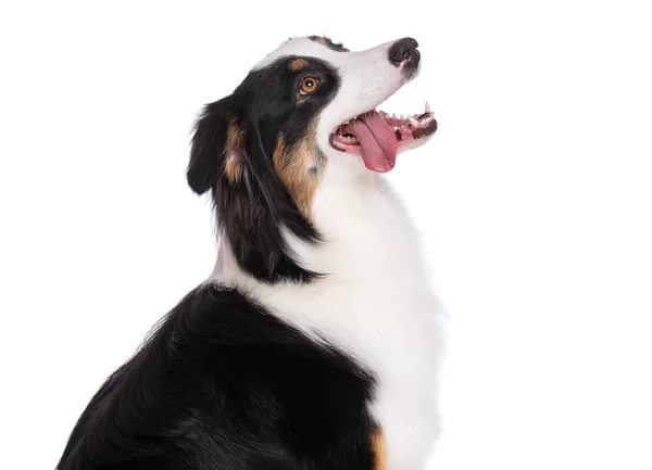 Close Portrait Cute Young Australian Shepherd Dog Tongue Out Isolated — Stock Photo, Image