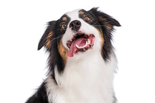 Primer Plano Retrato Lindo Perro Pastor Australiano Joven Con Lengua —  Fotos de Stock