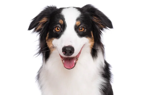 Close Portrait Cute Young Australian Shepherd Dog Tongue Out Isolated — Stock Photo, Image