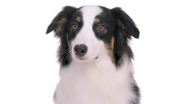 Vackra Australian Shepherd Dog Porträtt Närbild Söt Aussie Tittar Kameran — Stockvideo