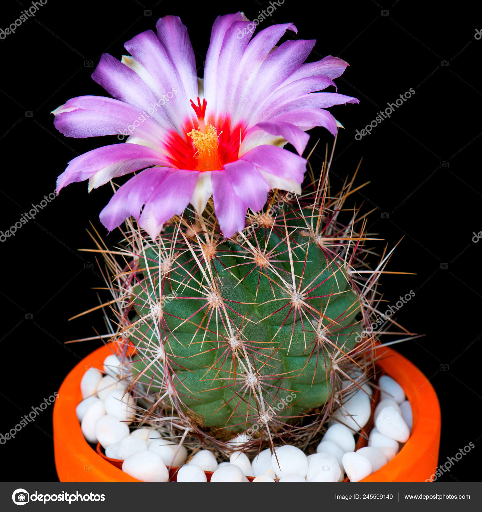 Beautiful Cactus Flower Pot Cacti Flowers Which Colorful Blooming Black Stock Photo Image By C Denisnata Beautiful Cactus Flower Pot Cacti Flowers Which Colorful Blooming Black Stock Photo Image By C Denisnata