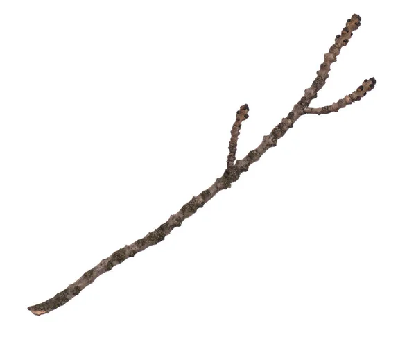 Jedna Suchá Větev Stromu Izolovaná Bílém Pozadí Stick Strom Větev — Stock fotografie