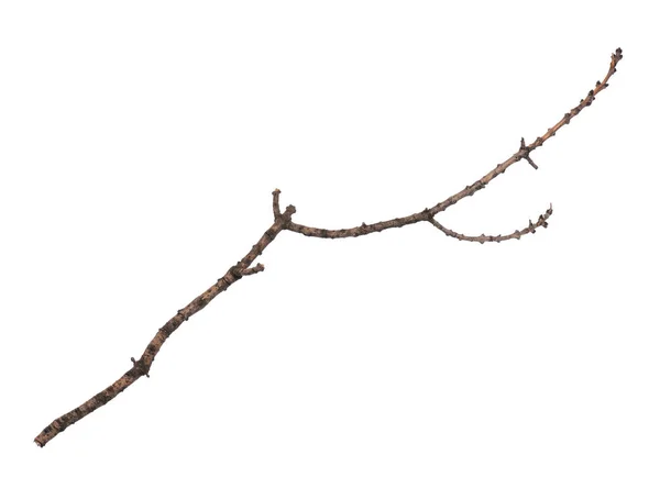 Une Seule Branche Arbre Sèche Isolée Sur Fond Blanc Branche — Photo