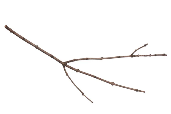 Jedna Suchá Větev Stromu Izolovaná Bílém Pozadí Stick Strom Větev — Stock fotografie