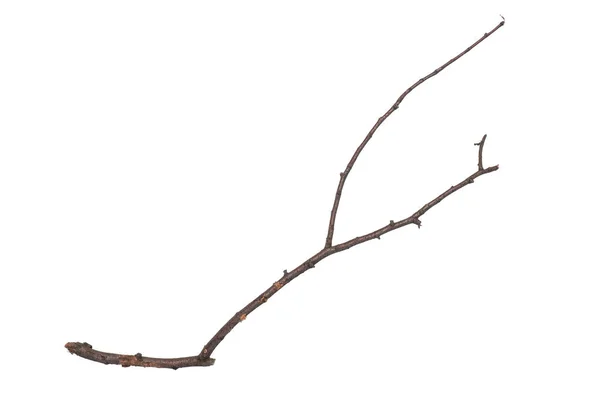 単一の乾燥した木の枝 白い背景に隔離された デザインのための自然から木の枝をスティック — ストック写真