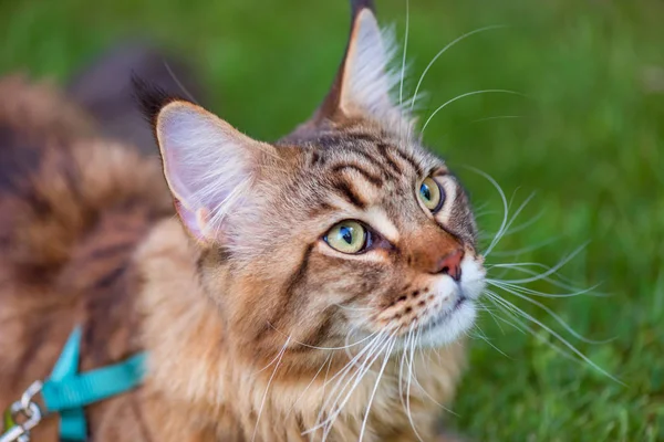 Retrato Maine Coon Cat Parque Gato Bonito Novo Com Trela — Fotografia de Stock