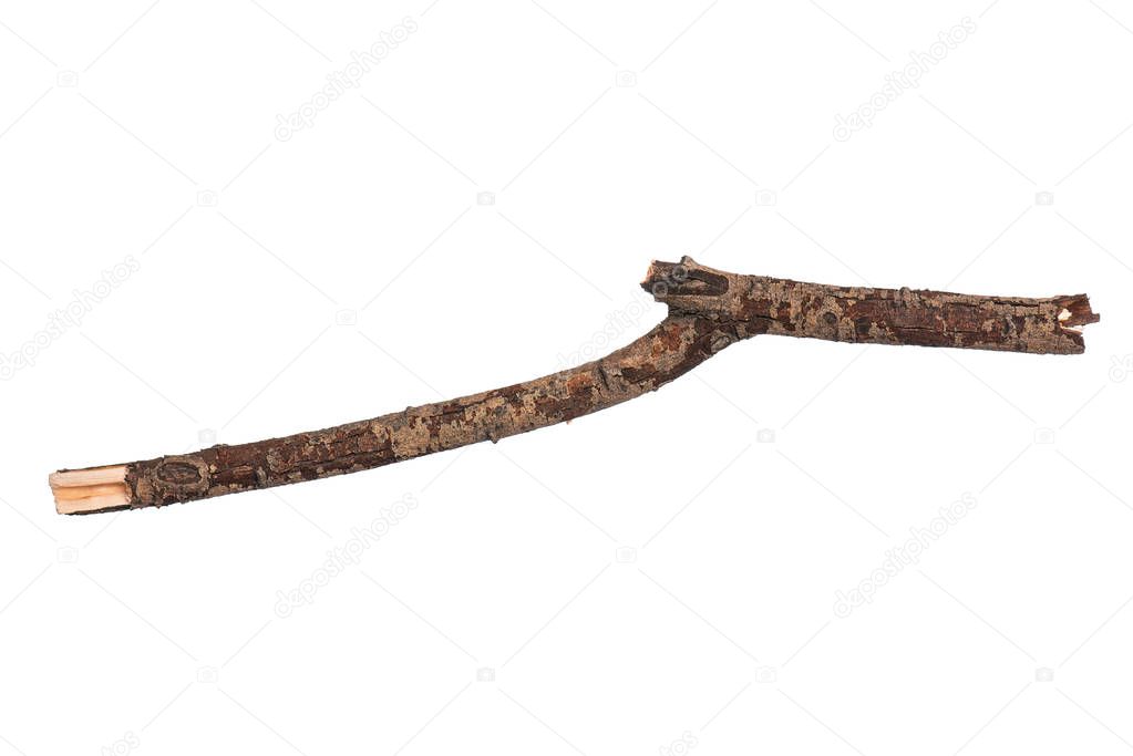 Single dry tree branch, isolated on white background. Stick tree branch from nature for design.