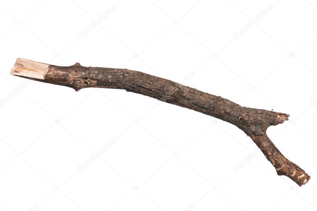 Single dry tree branch, isolated on white background. Stick tree branch from nature for design.