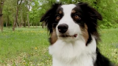 Ormanda Avustralya Çoban Köpeği