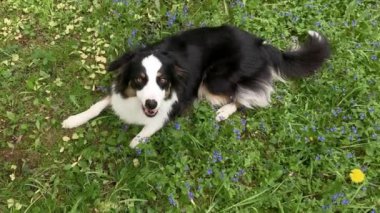 Ormanda Avustralya Çoban Köpeği