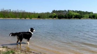 Nehirde Avustralya Çoban Köpeği