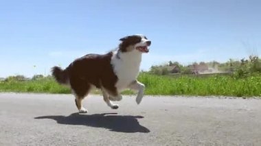 Yolda hızlı koşan köpek