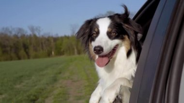 Köpeğin Kafasını Arabasının Camından Çıkarması