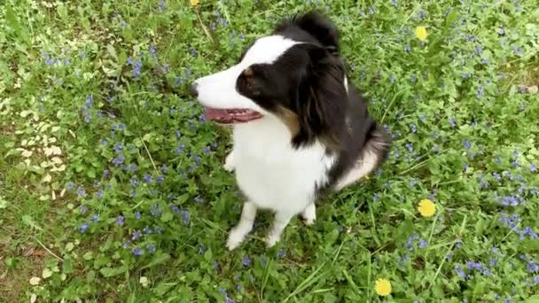 Perro pastor australiano en el bosque — Vídeos de Stock