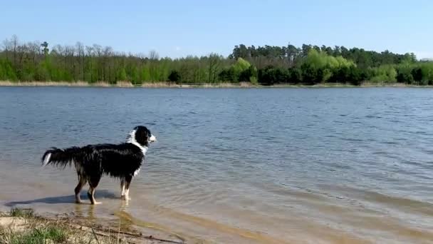 Australischer Schäferhund auf Fluss — Stockvideo