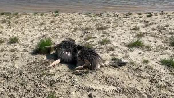 Perro divirtiéndose en la playa en arena — Vídeos de Stock