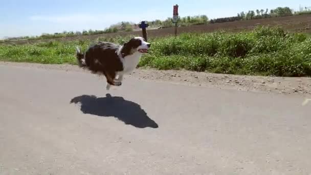 Hond loopt snel op de weg — Stockvideo