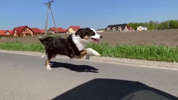 Собака швидко бігає по дорозі — стокове відео