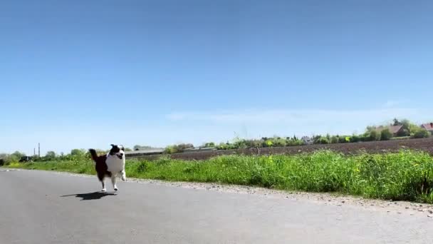 Собака быстро бегает по дороге — стоковое видео