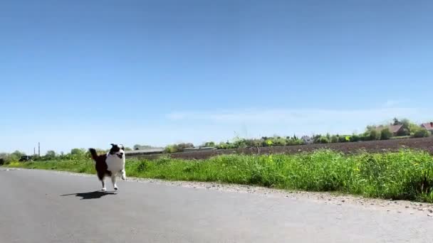 Perro corriendo rápido en la carretera — Vídeo de stock