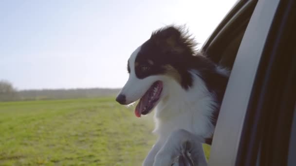 Cão furando a cabeça para fora janela do carro — Vídeo de Stock