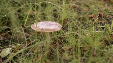 Islak yeşil çimenlerde mantarlar