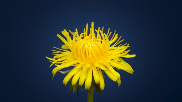 4K lapso de tiempo de flor de diente de león — Vídeos de Stock