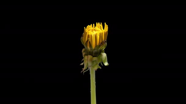 4K Time Lapse of Dandelion flower — Stock Video