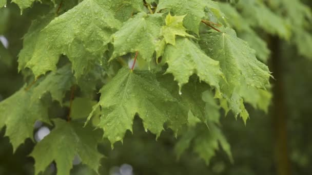 Hojas de arce húmedo con gotas de lluvia — Vídeos de Stock