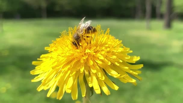 Miel de abeja recogida de polen de flores — Vídeo de stock