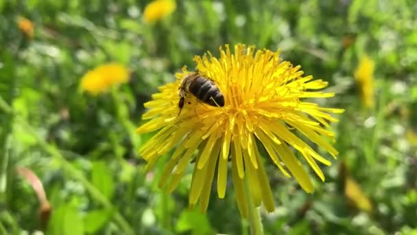 Honingbijen verzamelen stuifmeel van bloem — Stockvideo