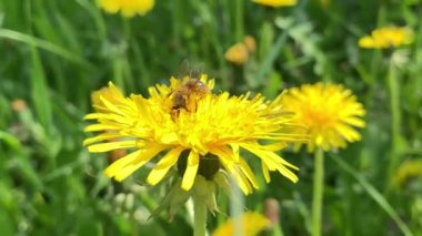 Çiçek polen toplama Bal Arısı