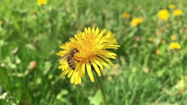 Miel de cámara lenta Abeja recogida de polen — Vídeo de stock