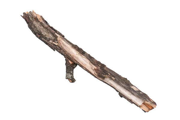 Dry tree branch on white — Stock Photo, Image