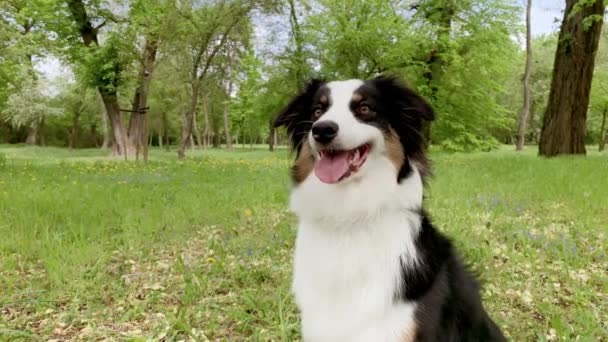 Perro pastor australiano en el bosque — Vídeos de Stock