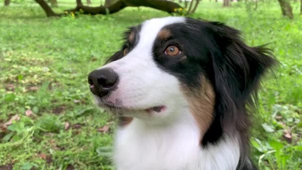 Perro pastor australiano en el bosque — Vídeos de Stock