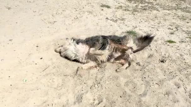 Dog having fun at beach in sand — Stock Video