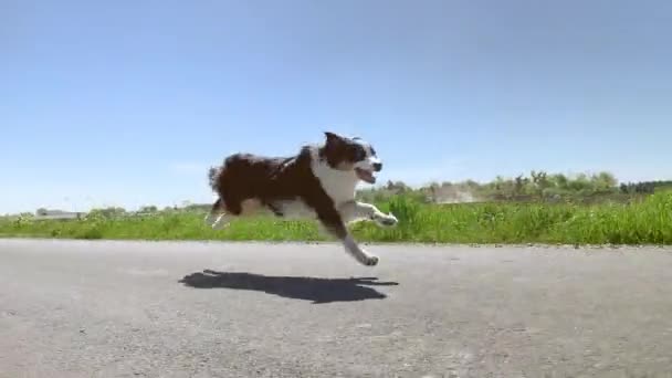 Собака швидко бігає по дорозі — стокове відео