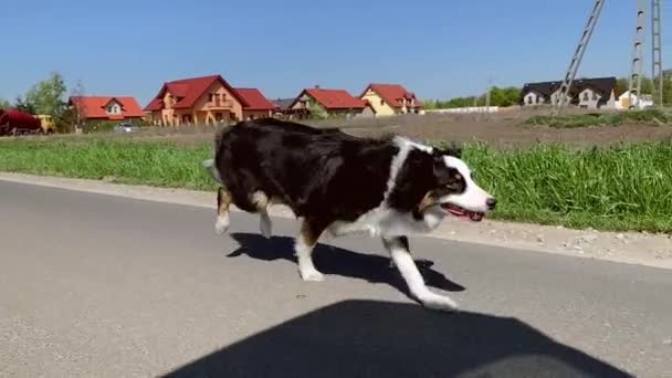 Σκύλος τρέχει γρήγορα στο δρόμο — Αρχείο Βίντεο