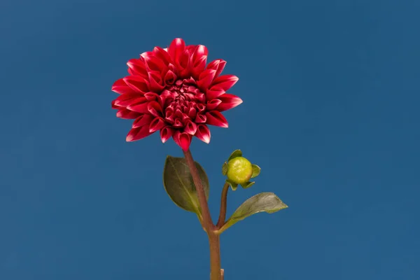 Fiore fiorito Dalia — Foto Stock