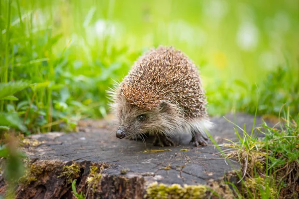 Mladý ježek v lese — Stock fotografie