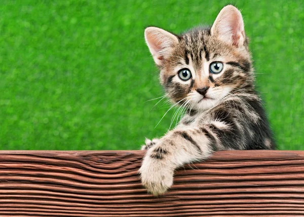Cute kitten with wooden plank — Stock Photo, Image