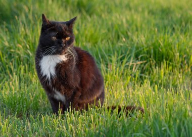 Yeşil çimenler üzerinde yürüyen siyah kedi