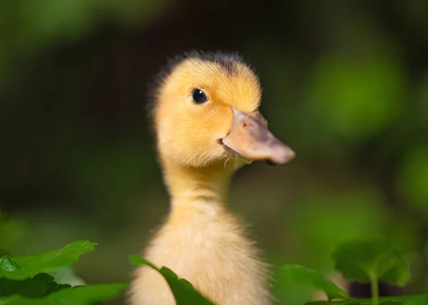 Cute newborn duckling — Stock Photo, Image