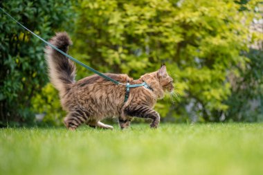 Parkta Maine Coon kedi