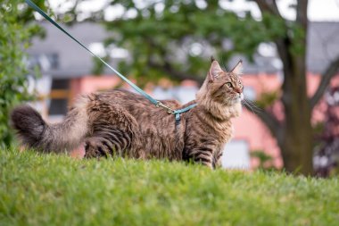 Parkta Maine Coon kedi