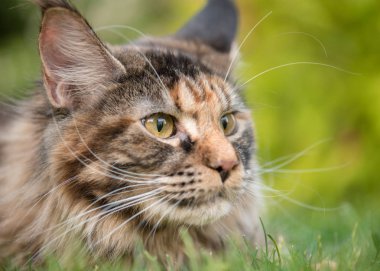 Parkta Maine Coon kedi
