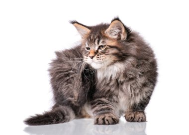 Maine Coon kedi beyaz