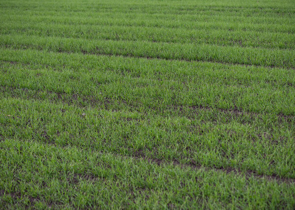 Green field of young wheat