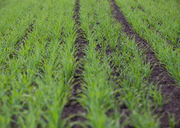 Зеленое поле молодой пшеницы — стоковое фото